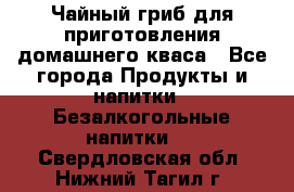Чайный гриб для приготовления домашнего кваса - Все города Продукты и напитки » Безалкогольные напитки   . Свердловская обл.,Нижний Тагил г.